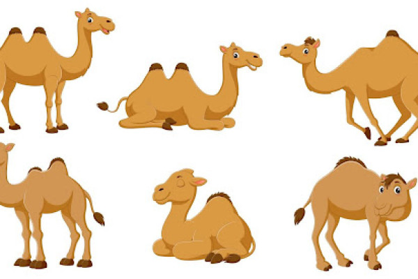 Camels