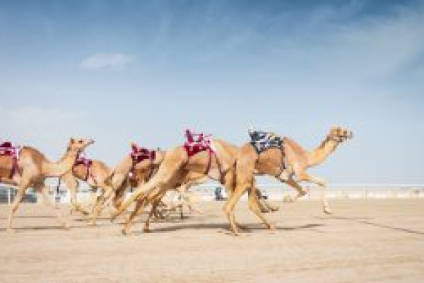 Racing-Camel-iStock-1289493682-300x169